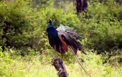 Mudumalai – Ancient Hills